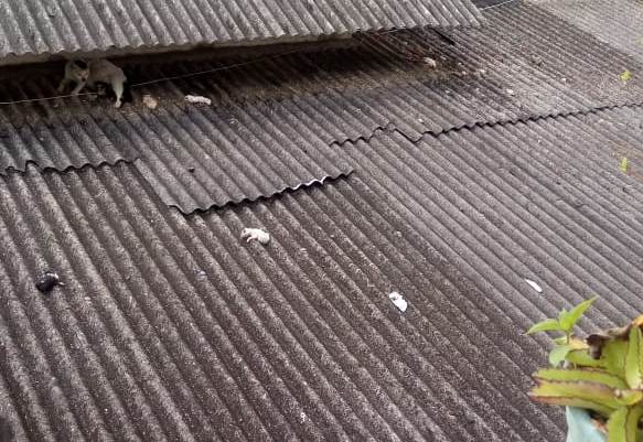 S.O.S. Gatinhos: Leitora pede ajuda para evitar morte de ninhada de gatos no Centro