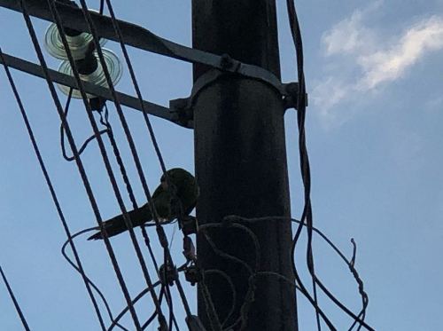 S.O.S periquito: Ave se debate presa em fios e linha de pipa no Interlagos