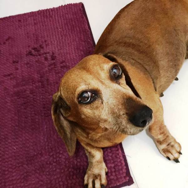 Quem viu a Belinha, que fugiu no Gaivotas?