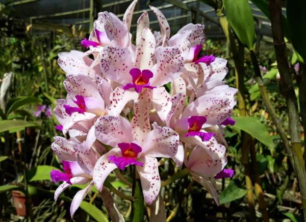 Beleza inconfundível: Orquídeas são destaques em exposição, em Linhares