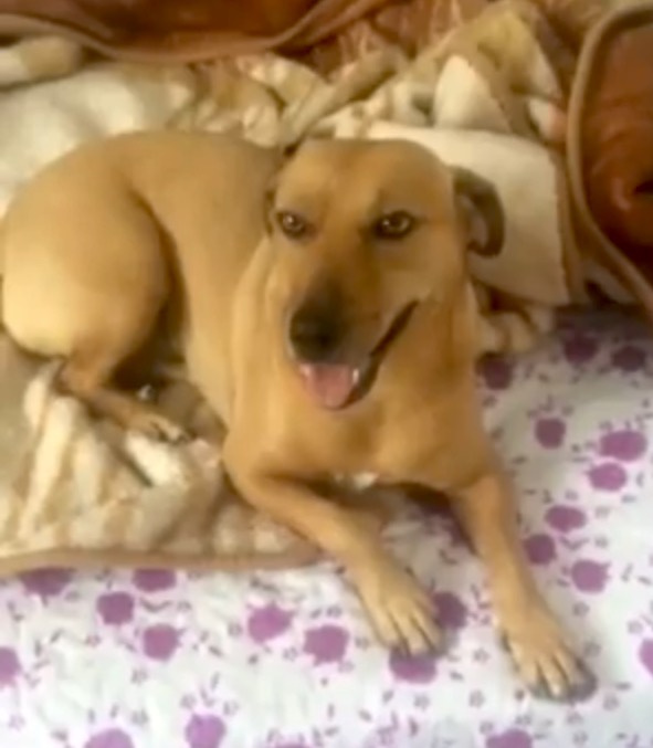 Olha a Bahia aí! Dono fica eufórico de tanta alegria