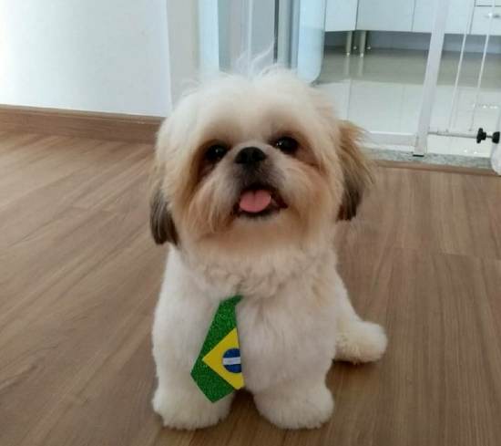 Quem viu o Ted? Ele fugiu no BNH, e tem recompensa para quem encontrá-lo