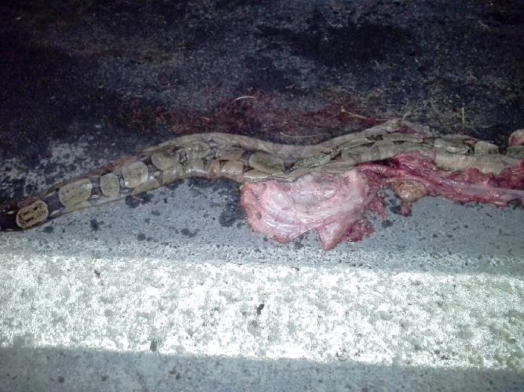 Cobra de dois metros é atropelada na BR-101