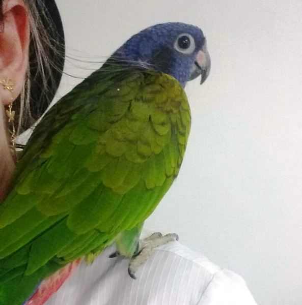 Encontrada ave que havia fugido no Palmital