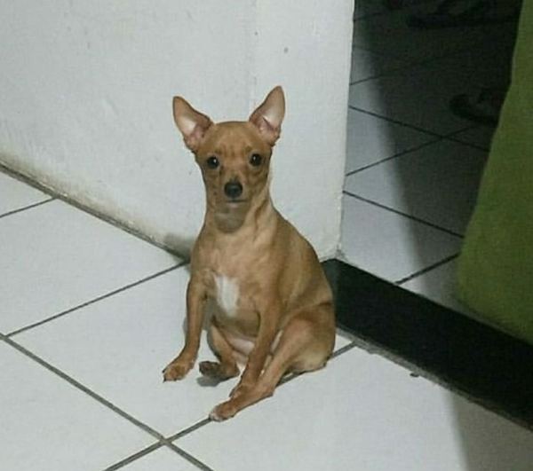 Envenenamento de cachorra vira caso de polícia em Sooretama
