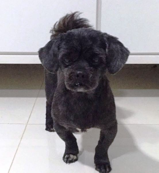 Marlin sofre de epilepsia e precisa ser encontrado urgente