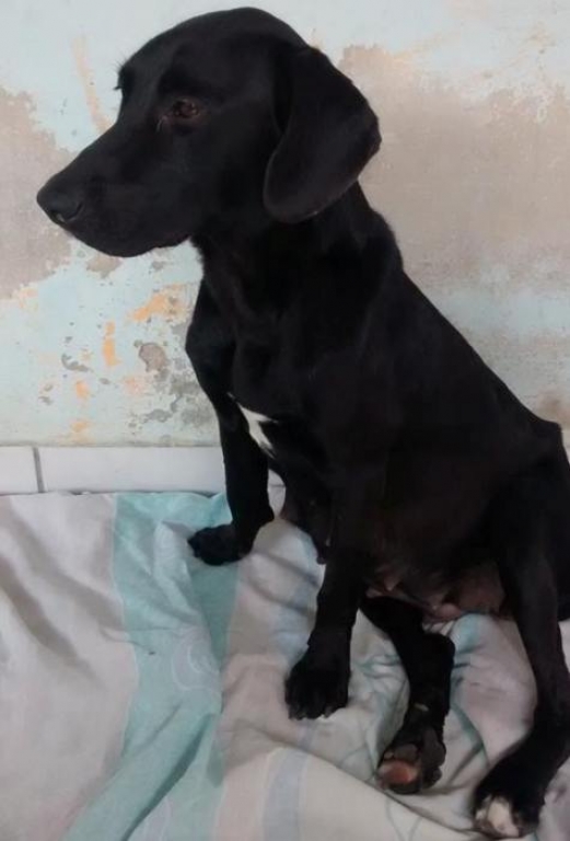Dono amarra patas e a abandona cadela prenha no Três Barras