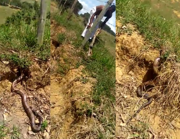 Leitores livram cobra da morte, no interior de Linhares