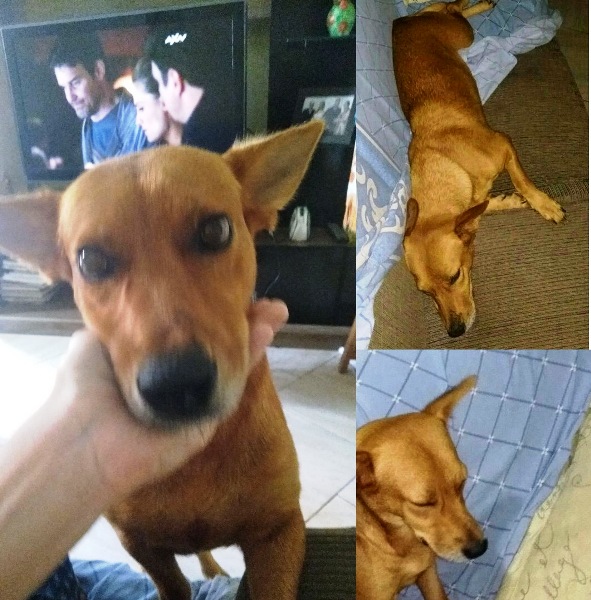 Tem recompensa: Vamos ajudar família encontrar a Kira?
