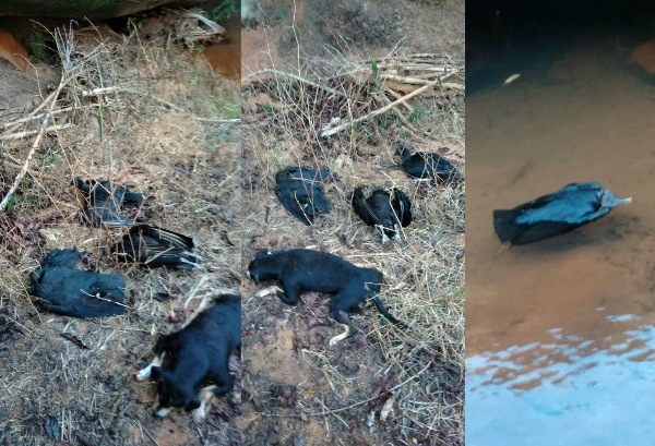 Vídeo: Dezenas de urubus morrem ao comerem animal envenenado em Linhares