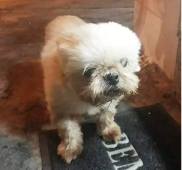 Urgente: Shih Tzu cega some ao tentar voltar ao antigo endereço