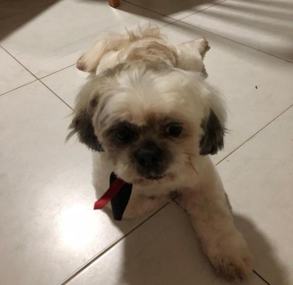 Quem viu o Zeca? Um bebê está sentindo muito a falta dele