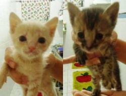 É de quem? Internauta encontra gatinhos no portão