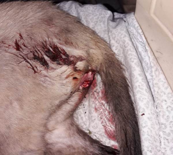Palmital: Gatos são mutilados e crime revolta moradores
