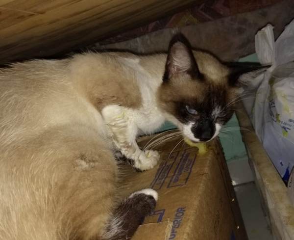 S.O.S. Gatos: Animais são envenenados no bairro Interlagos
