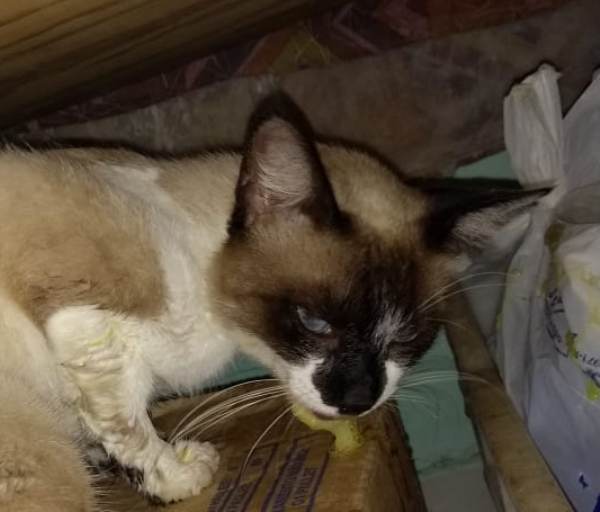 Fiz de tudo, mas não deu, lamenta dono de animal envenenado no Interlagos