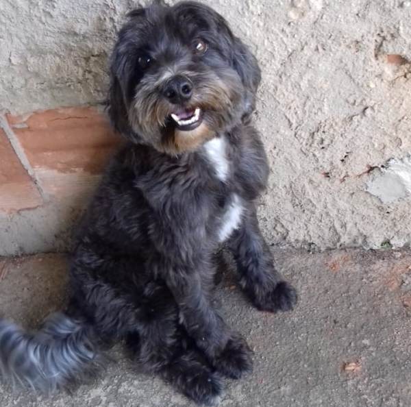 Quem é o dono? Aipa quer encontrar o lar desse lindinho