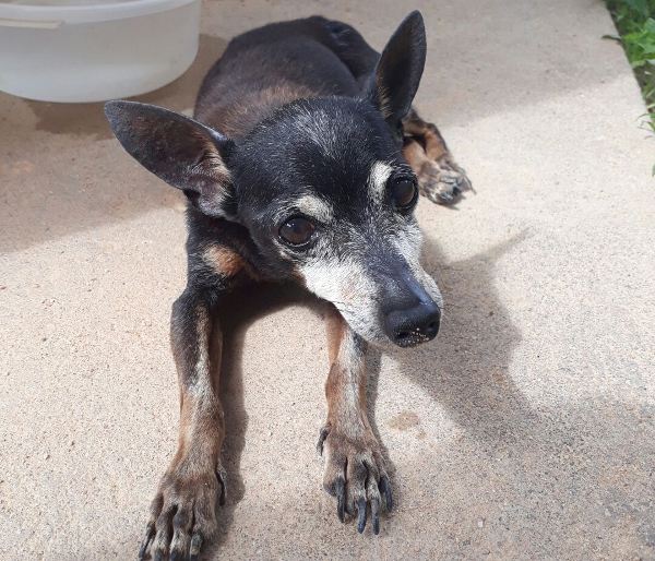 Tem 16 anos: Cachorrinho surdo e sem dentes é encontrado