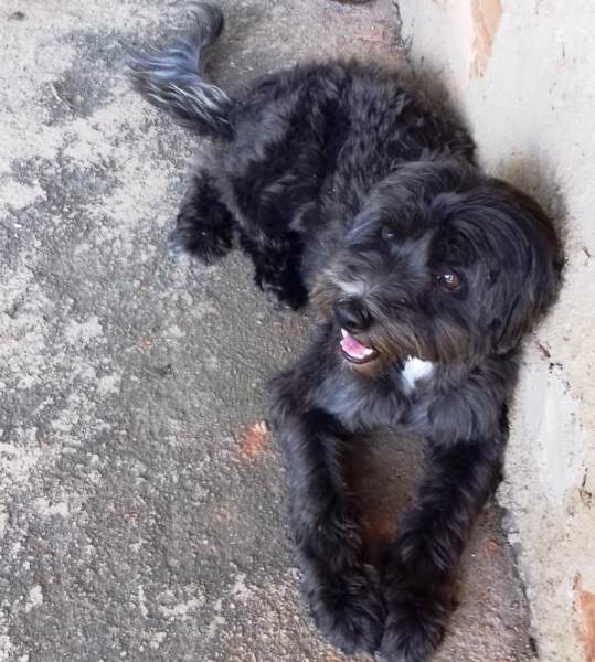 Felicidade no reencontro: Aparece dono de cachorro acolhido por voluntária