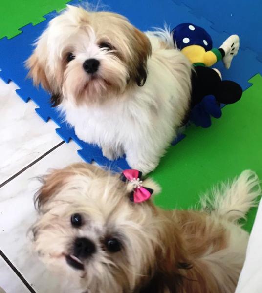 Final feliz em menos de 4 horas: Mel e Maia estão em casa!