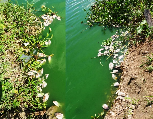 Morador do BNH encontra peixes mortos ao caminhar na Linha Verde