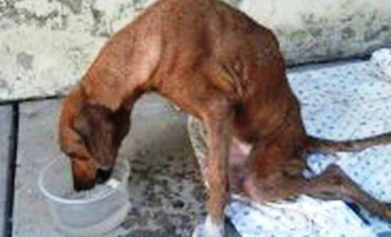 Ong procura dono para cadela atropelada. Animal ficou paraplégico