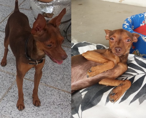 BNH: Pinscher cava buraco no quintal e chora de saudade do dono