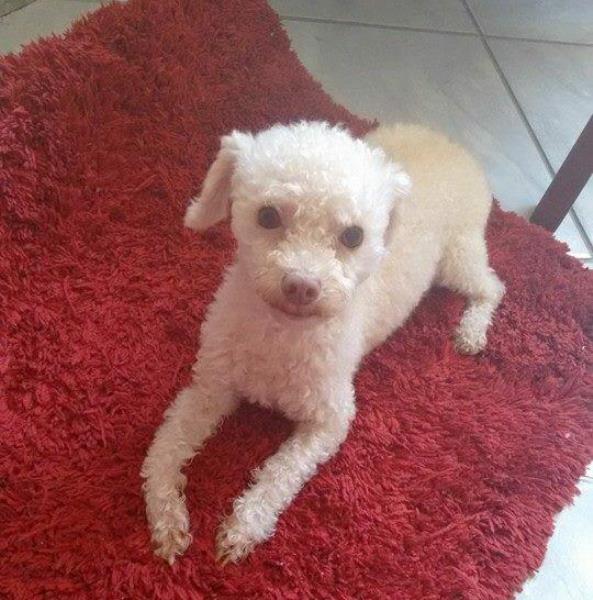 Urgente: Cachorro idoso que parece filhote pode morrer se não for encontrado