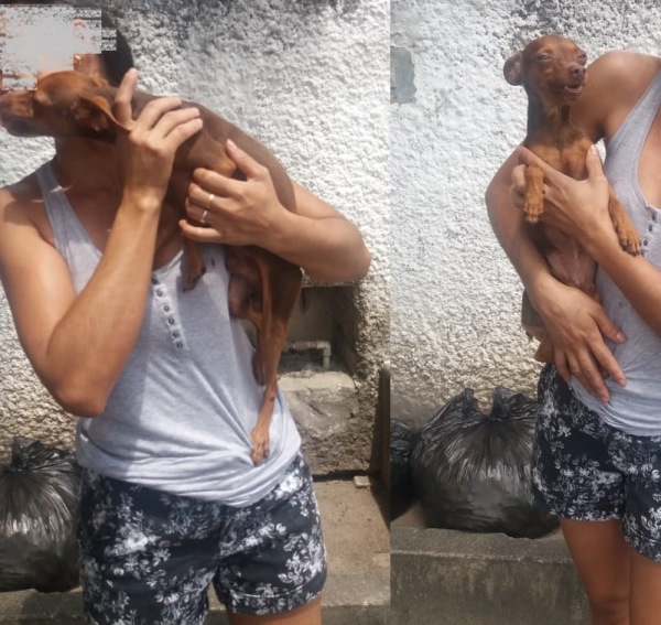 Encontrado! Pinscher 'ri' em reencontro com a dona no BNH