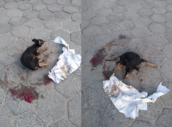 Leitor relata o triste destino de um cachorro atropelado no bairro São José