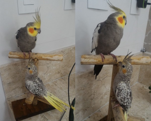 Papito é encontrado! Agora está todo feliz com a esposa, diz dona