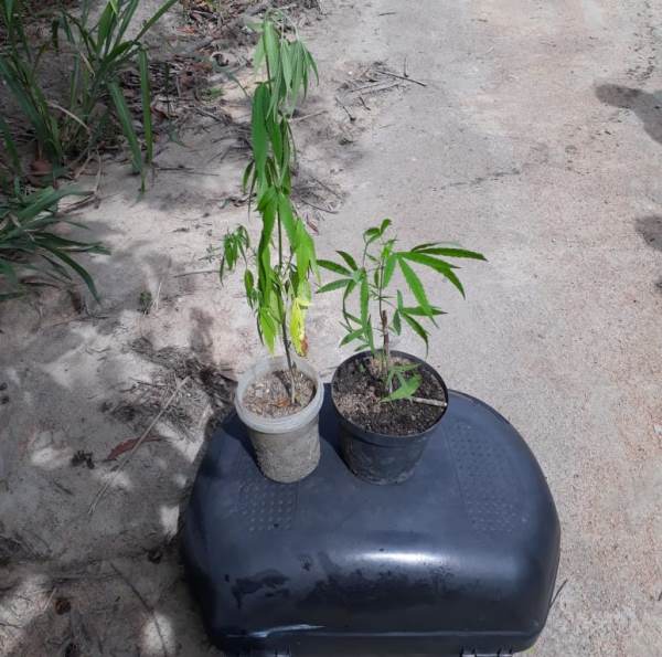 GCM apreende pés de maconha no Nova Esperança