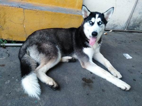 Dono apareceu: Cachorro que apareceu em empresa no Três Barras já está em casa