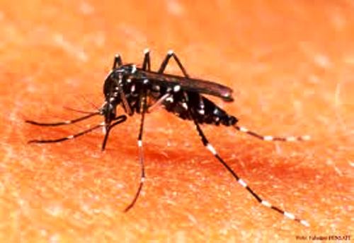 Todos contra dengue: confira detalhes das ações no decorrer da semana na sede e interior