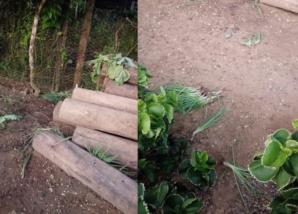 Vândalos destroem horta comunitária em Povoação