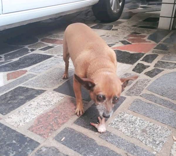 Quem viu o Hadeche? Ele fugiu no Conceição