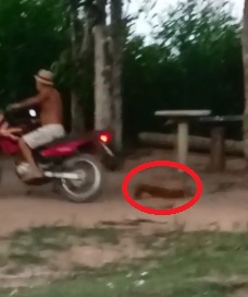 Vídeo revoltante: Homem arrasta cachorro em moto em Linhares