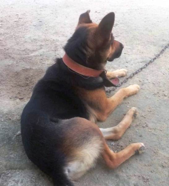 S.O.S: Família procura por cachorro que fugiu há quase três meses no Interlgos