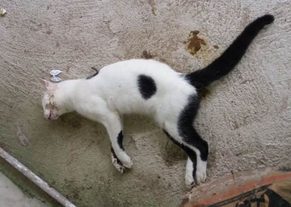 Assassinos de gatos agem no Jardim Laguna