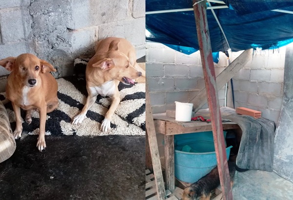 Mulher pede ajuda urgente para fazer baias e alimentar animais resgatados em Linhares