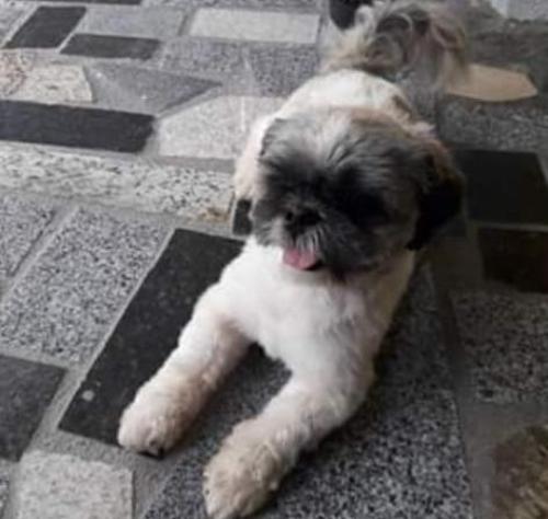 S.O.S: Garotinho chora e tem febre emocional após fuga de Toddy no Movelar