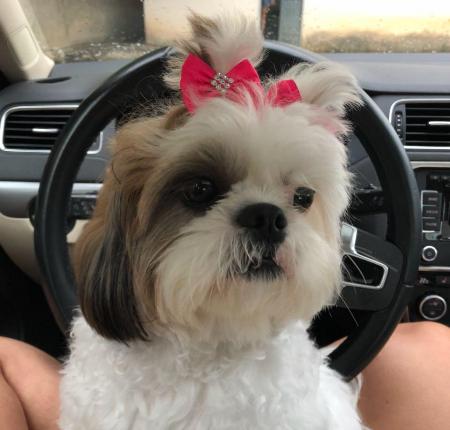 Recompensa para quem encontrar a Lulu