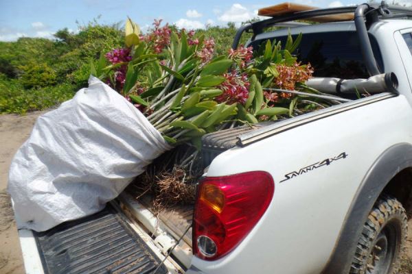 ​Fiscalização: Centenas de orquídeas apreendidas e R$ 50 mil em multas em Linhares