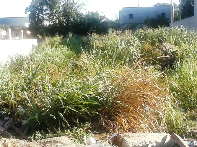 Matagal no bairro Aviso vira esconderijo para bandidos