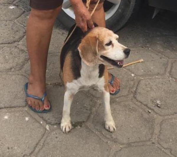 Alegria! Leitor vê foto de Olívia no Au, Au, Miau, e acaba pesadelo dos donos