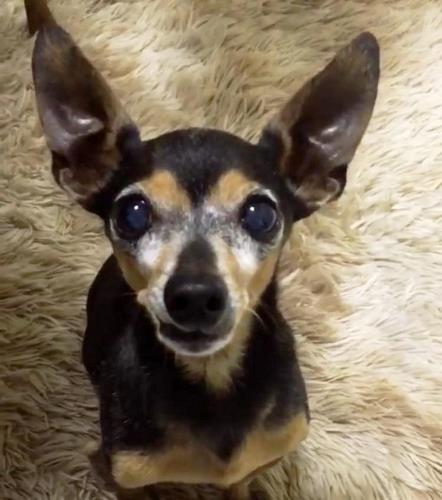 Tiquinho: Cachorro idoso e que precisa de cuidados foge no Conceição