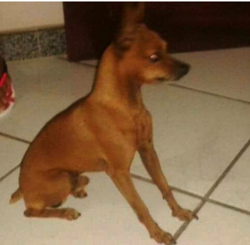 Recompensa para quem encontrar Tob. Garotinha não para de chorar