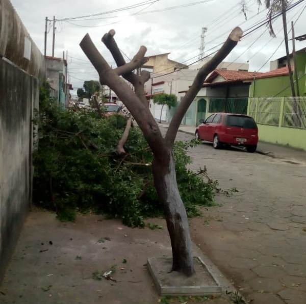 Leitor envia fotos: Poda de árvore gera reclamação no BNH