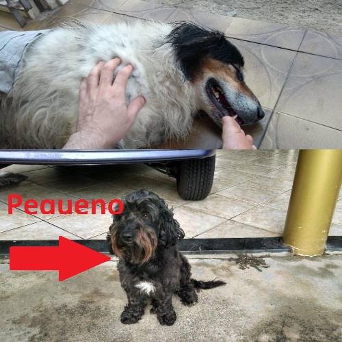 Luke chora de saudade de Pequeno. Donos oferecem recompensa