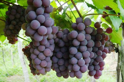 Definidos polos e frutas do Programa Municipal Fruticultura em Linhares 